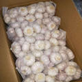 small size garlic normal white garlic chinese garlic factory